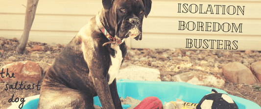 Enrichment Boredom Busters - The Saltiest Dog