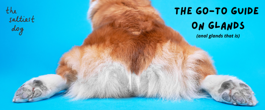 All About Anal Glands In Dogs