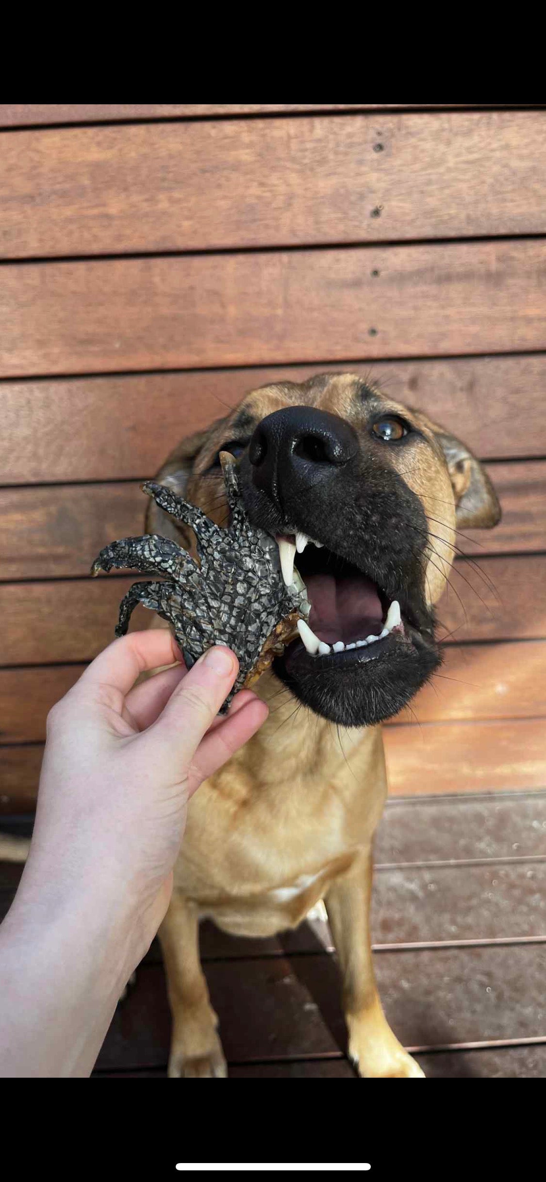 Crocodile Foot (large)