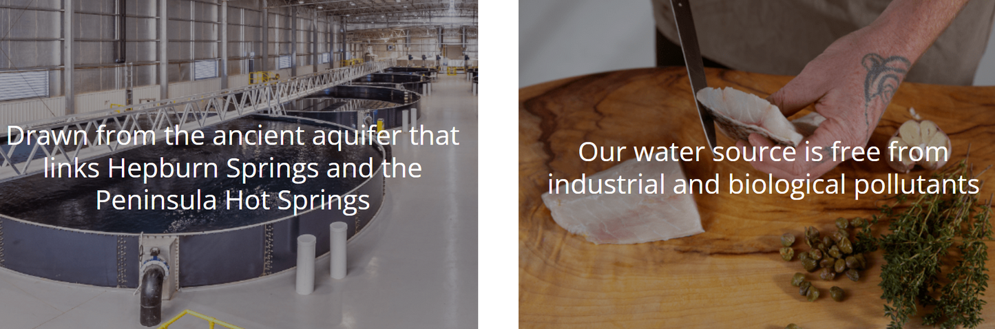 Infinity Blue Barramundi Innards