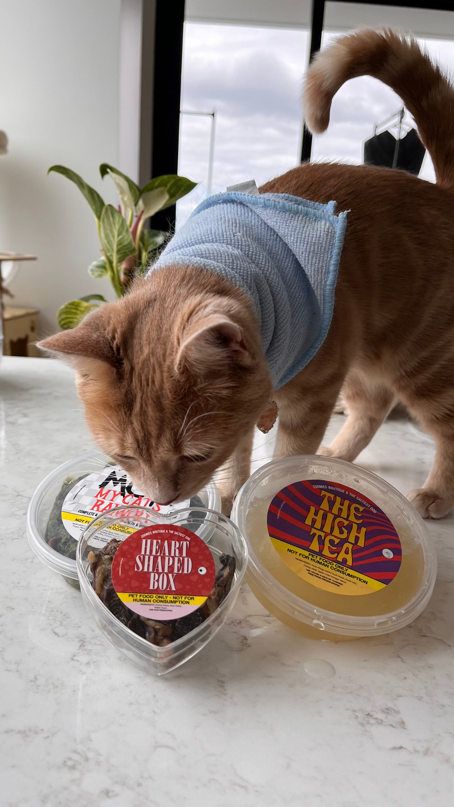 The High Tea - Bone Broth Jelly for Cats