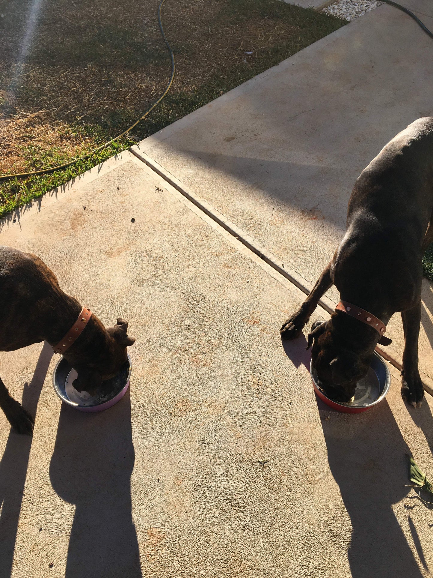 A Dogs Breakfast - The Saltiest Dog