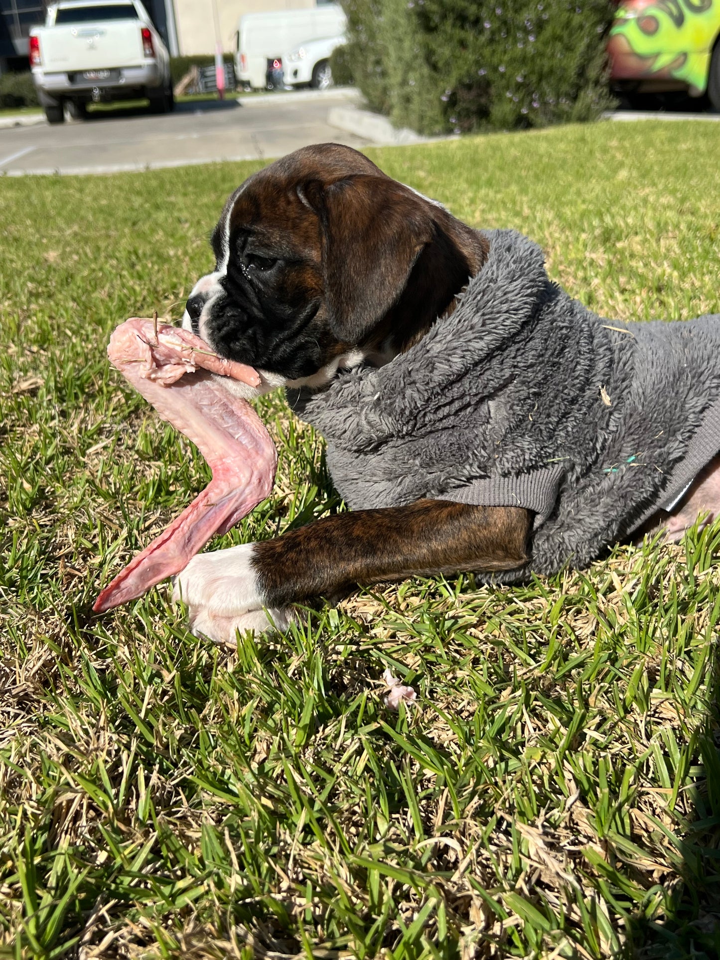 Duck Wings