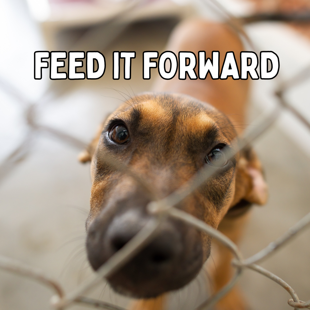 Buy A Rescue Dog A Meal