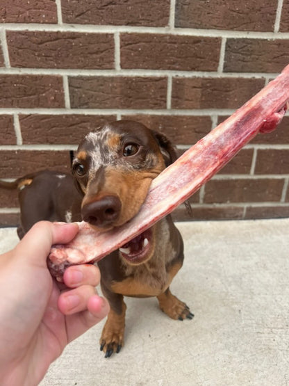 Beef Rib Bone