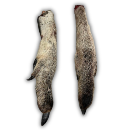 Kangaroo Foot (with fur)