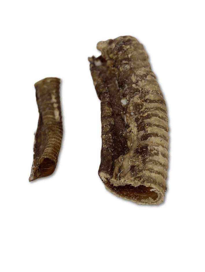 Sheep Trachea