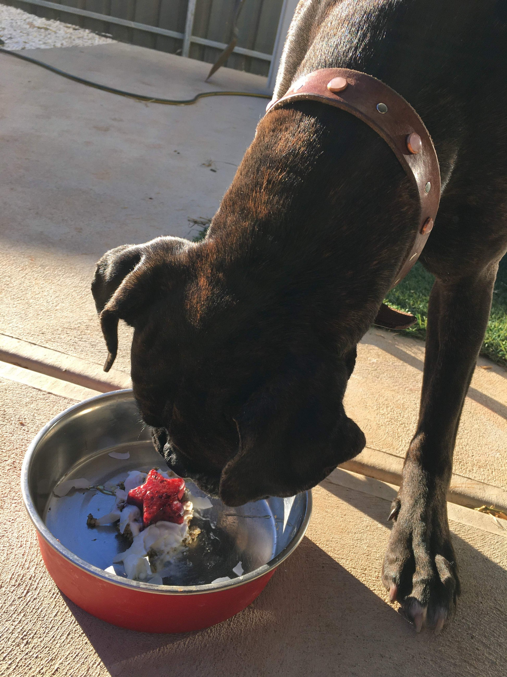 A Dogs Breakfast - The Saltiest Dog 