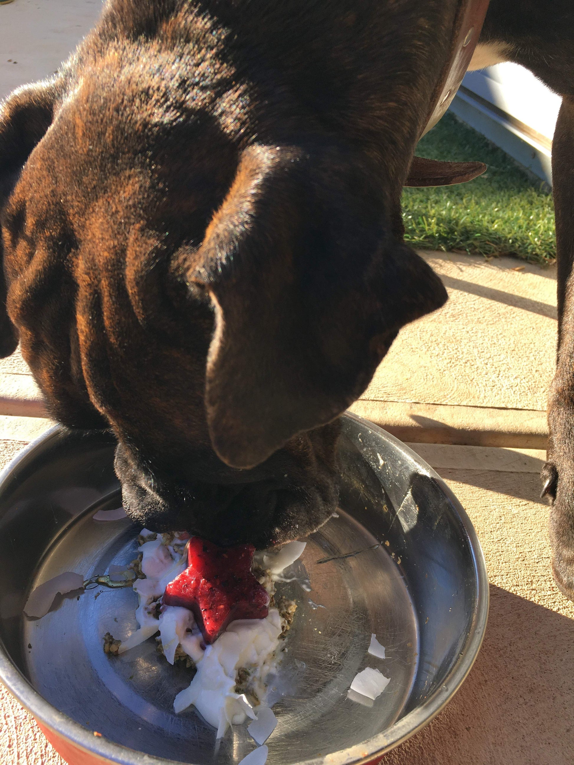 A Dogs Breakfast - The Saltiest Dog 